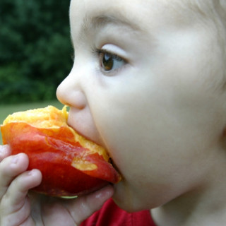 Peach Picking in New Jersey