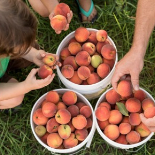 Peach Picking Near Bergen County