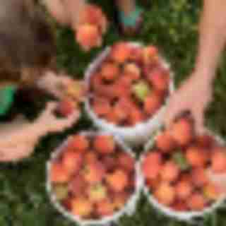 Peach Picking Near Bergen County