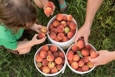 Peach Picking Near Bergen County