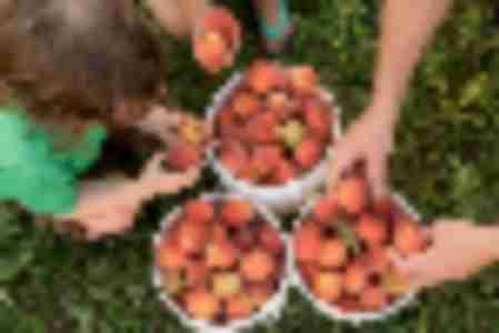 Peach Picking Near Bergen County