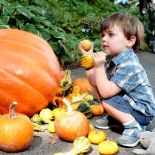 Pumpkin Picking and Harvest Fests in New Jersey, Bergen County