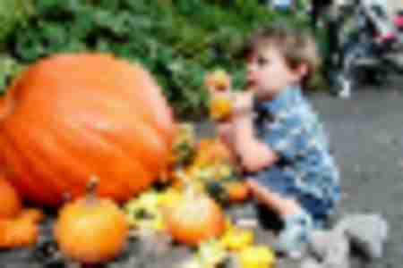 Pumpkin Picking and Harvest Fests in New Jersey, Bergen County