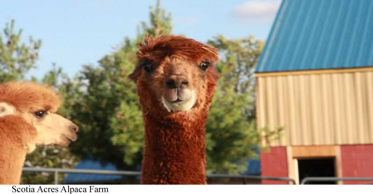 Holy Alpaca! The Best Zoos and Animal Experiences in New Jersey