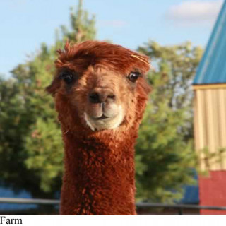 Holy Alpaca! The Best Zoos and Animal Experiences in New Jersey