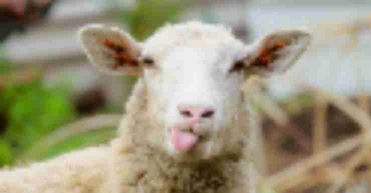 Things to Do in Bergen County Week of May 4