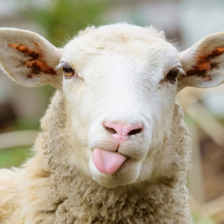 Things to Do in Bergen County Week of May 4