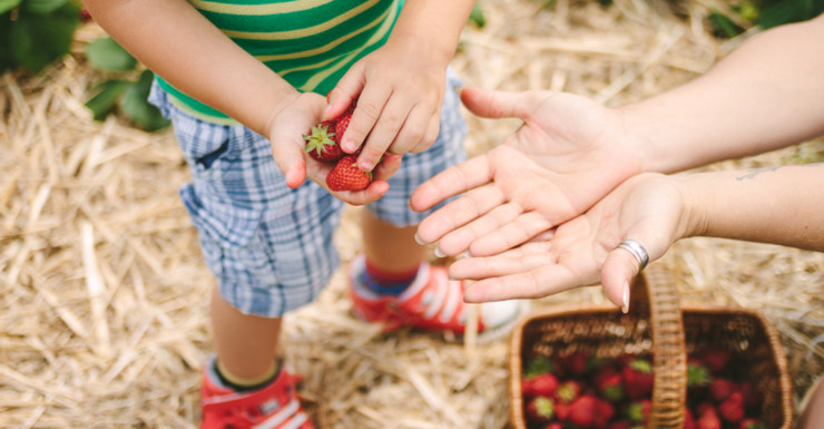 Strawberries, Blueberries and Raspberries: Berry Picking Farms Near Bergen County NJ