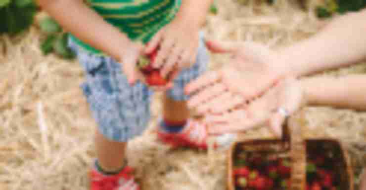 Strawberries, Blueberries and Raspberries: Berry Picking Farms Near Bergen County NJ