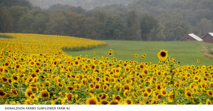 These Sunflower Farms in NJ are Family Photo Gold