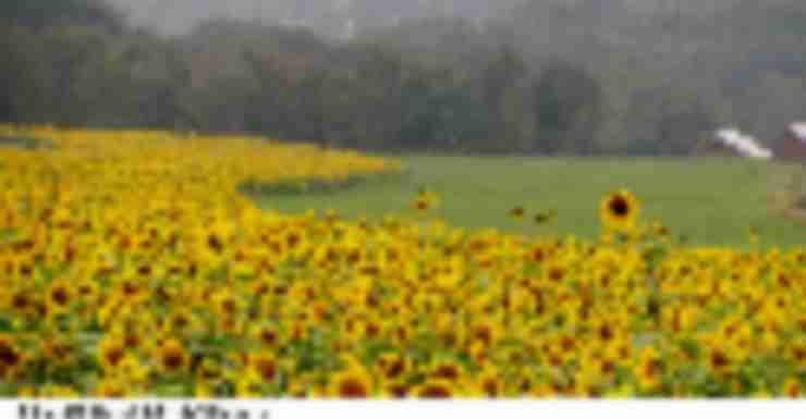 These Sunflower Farms in NJ are Family Photo Gold
