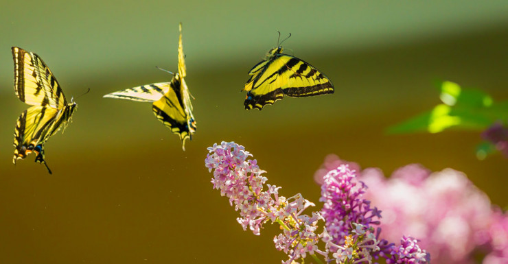 Things to Do in Bergen County Week of August 24