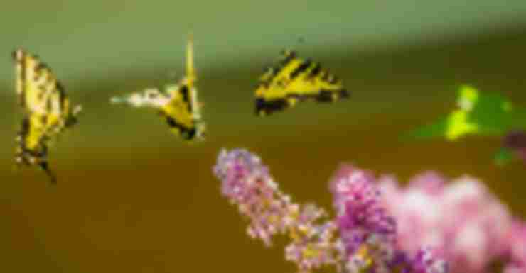 Things to Do in Bergen County Week of August 24