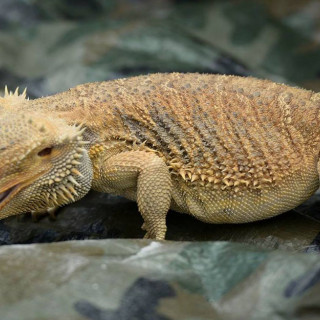 Summer *FREE* Fun at Westfield Garden State Plaza with bergenPAC (dedicated)