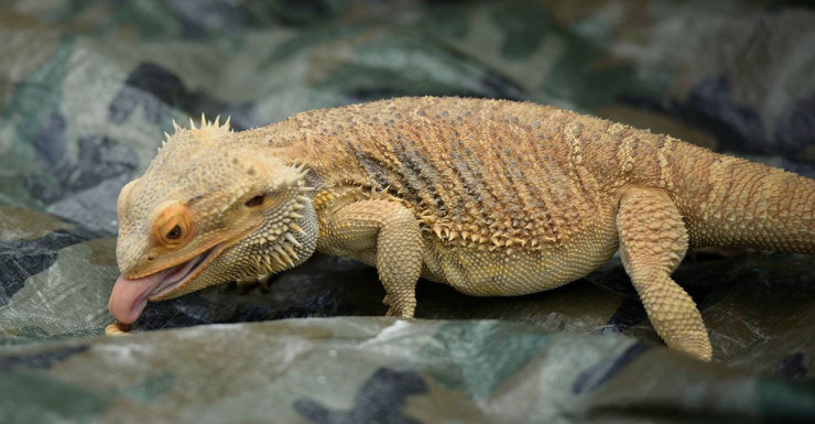 Summer *FREE* Fun at Westfield Garden State Plaza with bergenPAC (dedicated)