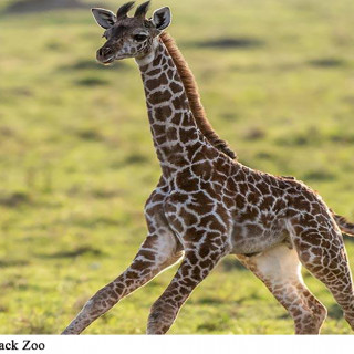 Things to Do in Bergen County Week of February 22