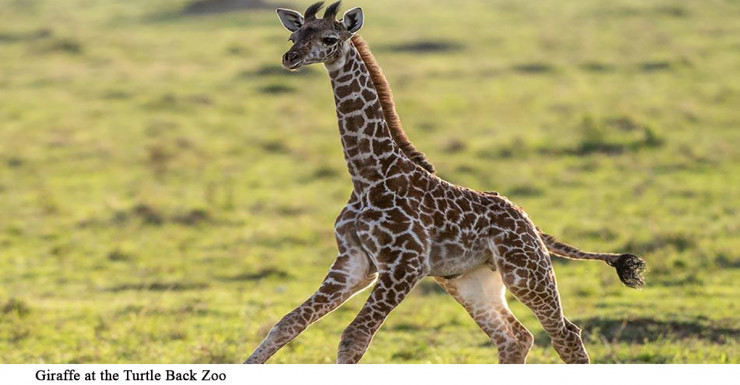 Things to Do in Bergen County Week of February 22