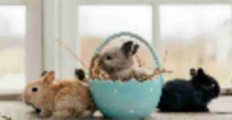 Things to Do in Bergen County Week of March 17th