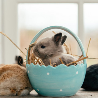 Things to Do in Bergen County Week of March 17th