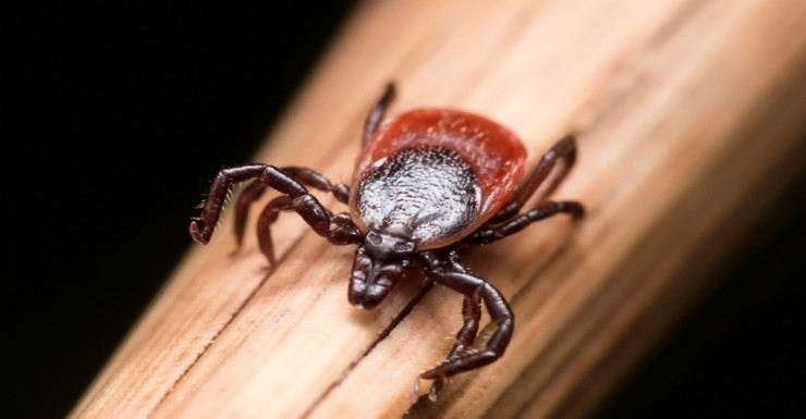 POW! There’s A New Nasty Tick-Borne Illness In Town