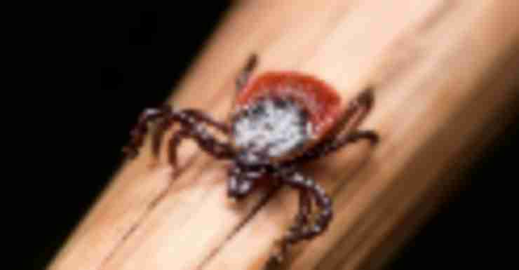 POW! There’s A New Nasty Tick-Borne Illness In Town