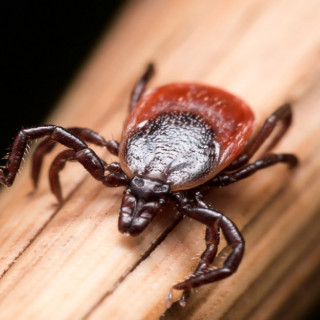 POW! There’s A New Nasty Tick-Borne Illness In Town