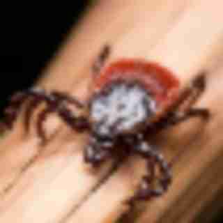 POW! There’s A New Nasty Tick-Borne Illness In Town