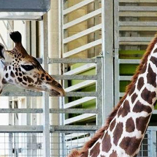 Giraffes Are Coming to the Turtle Back Zoo in Essex County, NJ