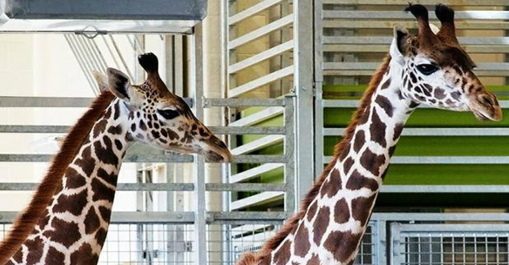 Giraffes Are Coming to the Turtle Back Zoo in Essex County, NJ