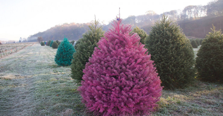 Colored Christmas Trees? Oh yeah, it’s a thing.