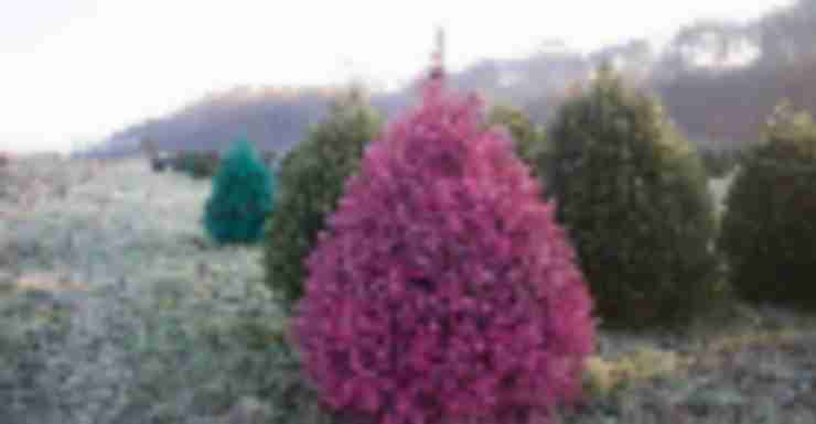 Colored Christmas Trees? Oh yeah, it’s a thing.