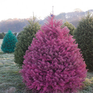Colored Christmas Trees? Oh yeah, it’s a thing.