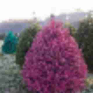 Colored Christmas Trees? Oh yeah, it’s a thing.