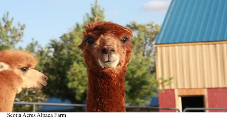 Holy Alpaca The Best Zoos And Animal Experiences In New Jersey Bergen County Nj Things To Do Restaurants Family Fun And More